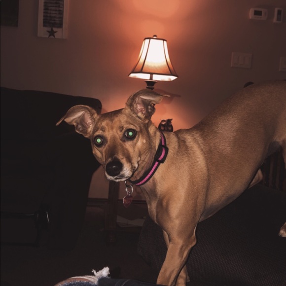 Meet your Posher, Ava - Picture 1 of 1